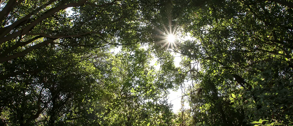 Jeju Gotjawal Provincial Park