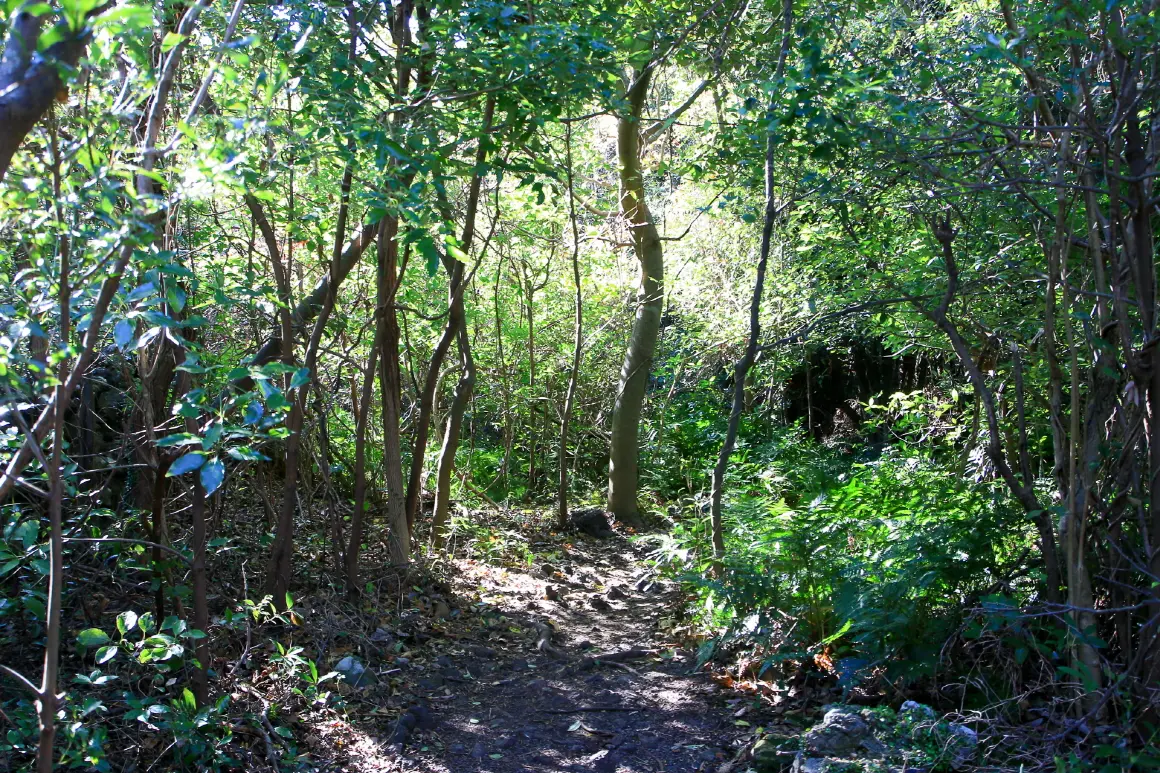 Jeju Gotjawal Provincial Park