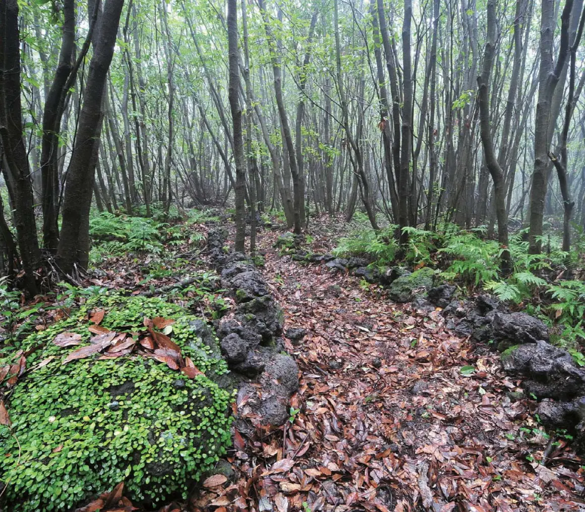 Jeju Gotjawal Provincial Park