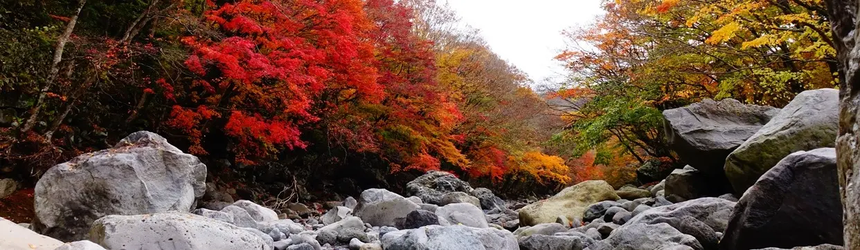 濟州天娥林道天娥溪谷秋季紅葉實景