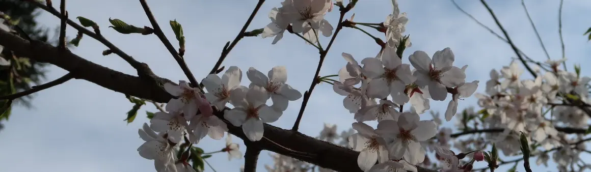 済州島・涯月の長田里王桜通りに続く桜のトンネル
