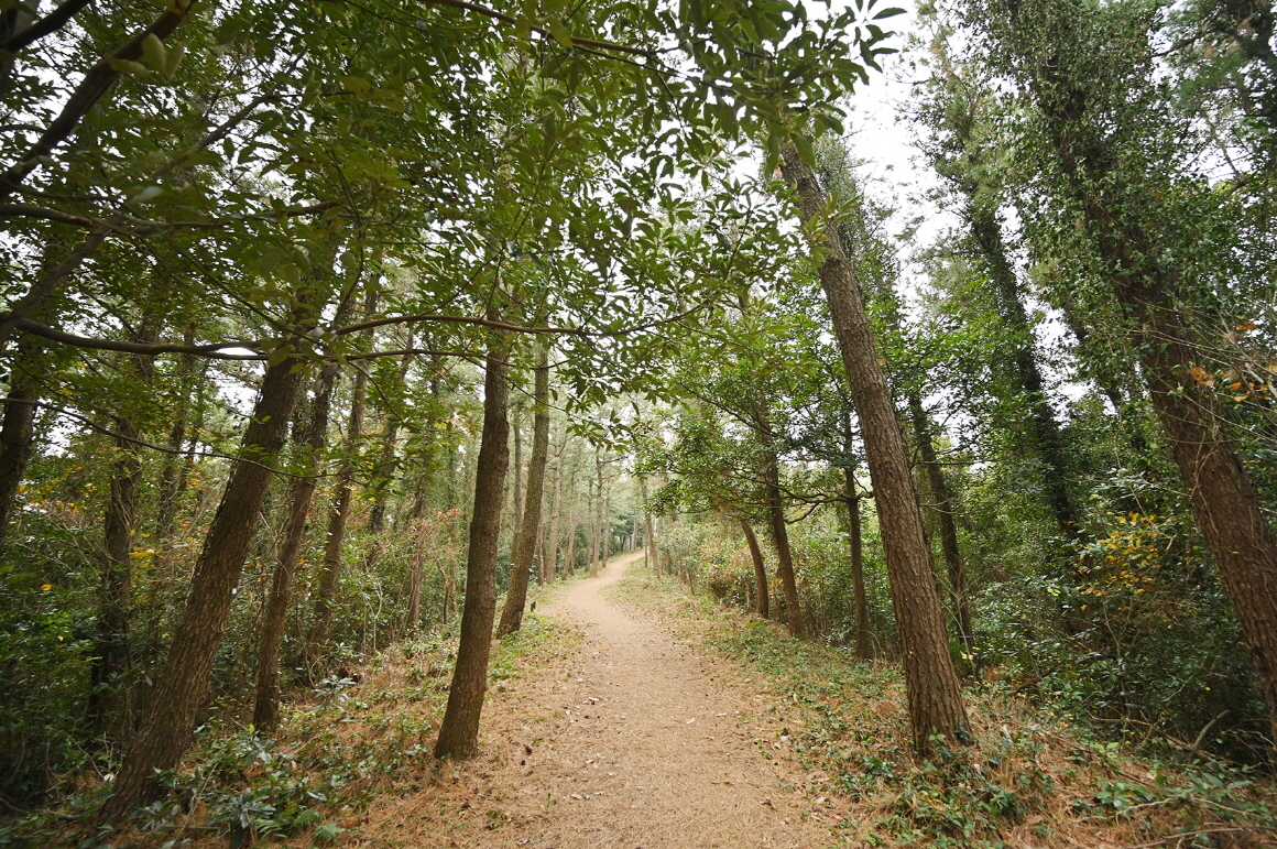 대수산봉(큰물뫼,물미오름)