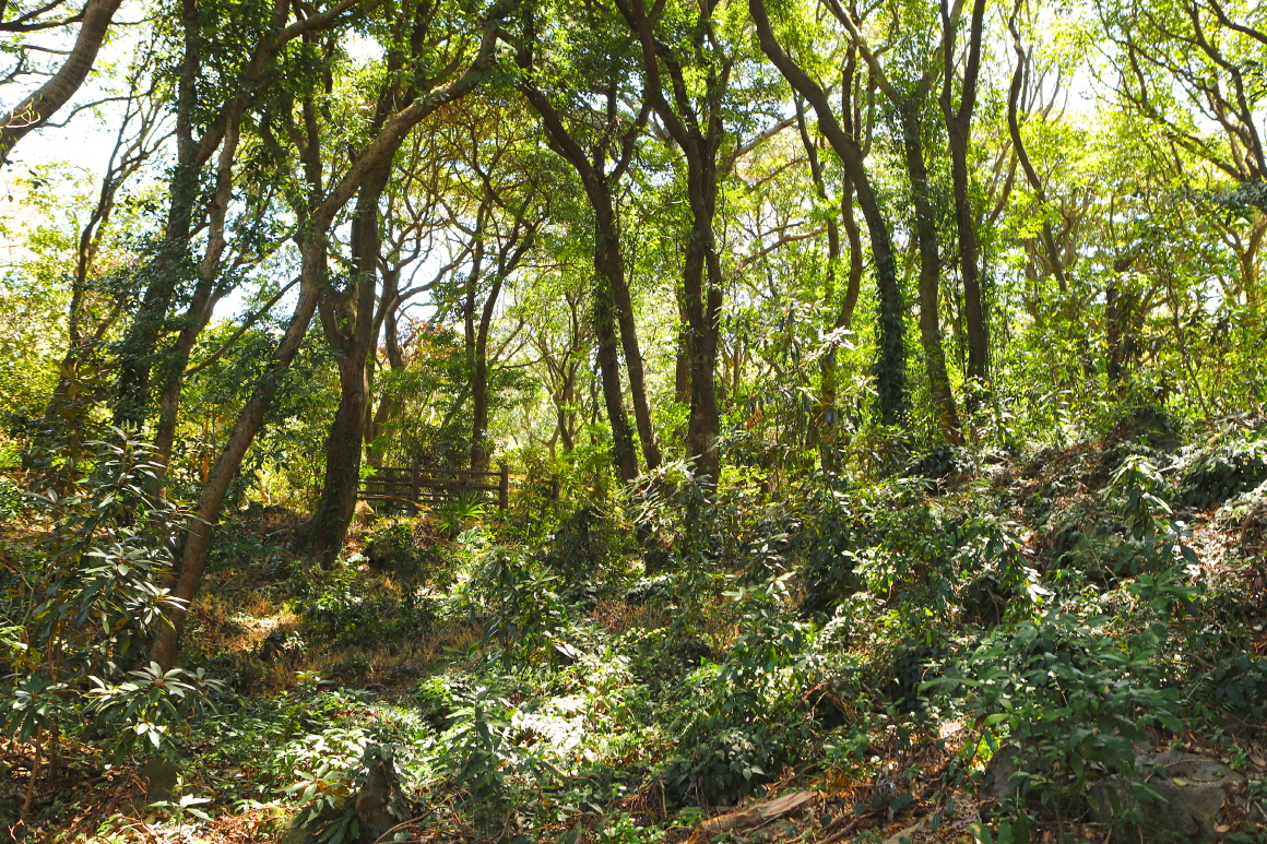 납읍난대림 금산공원