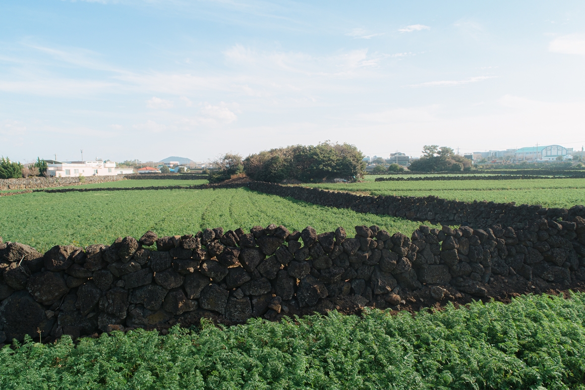 JEJU ISLAND’S CULTURE OF STONE