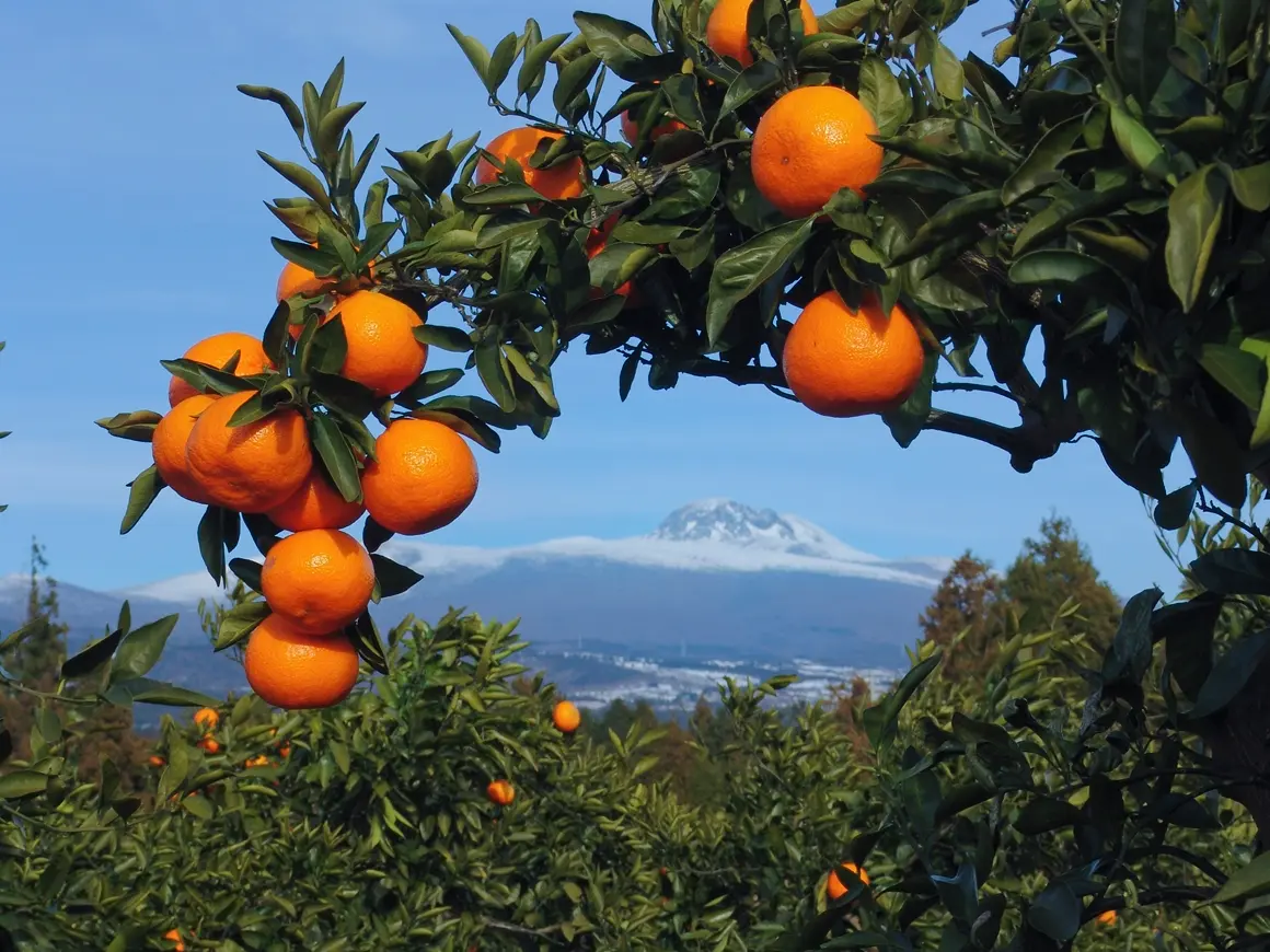 제주 감귤 농장 체험