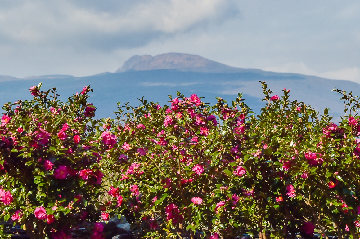 JEJU ISLAND WEATHER & SEASONAL ACTIVITIES