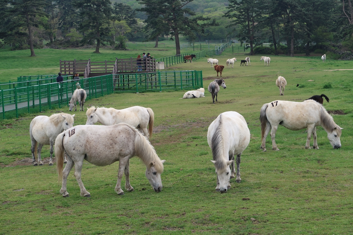 한라산이 빚은 절경 <5.16도로 여행지>