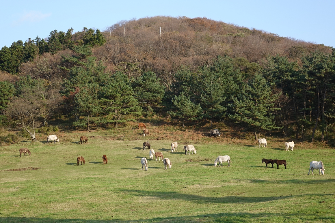 한라산이 빚은 절경 <5.16도로 여행지>