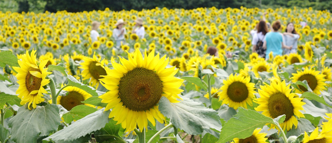 꽃길만 걸어요 <제주 여름꽃 여행>