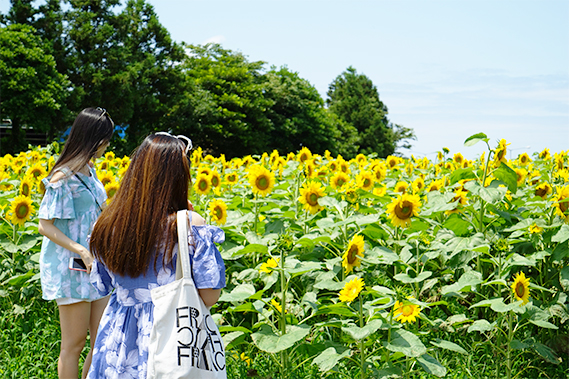 꽃길만 걸어요 <제주 여름꽃 여행>