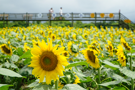 꽃길만 걸어요 <제주 여름꽃 여행>
