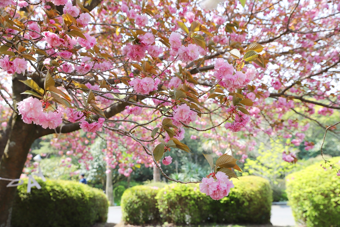 상효원수목원 봄꽃축제