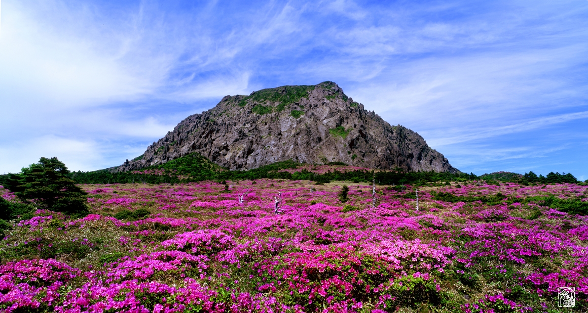 한라산 철쭉 등산대회