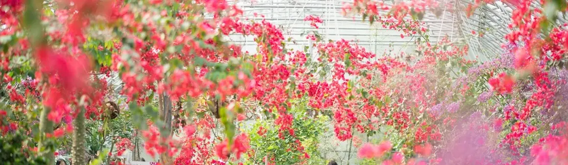 Hallim Park内の季節のブーゲンビリア展示