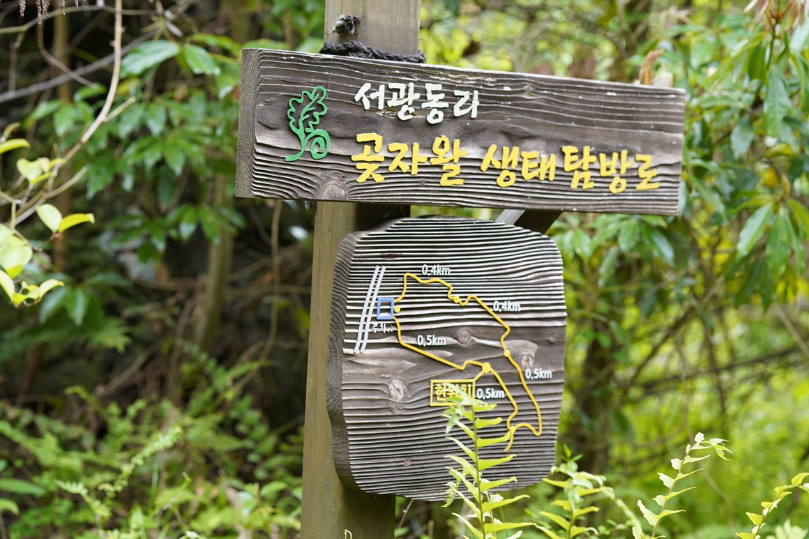 제주 걷기 좋은 길 추천<곶자왈>