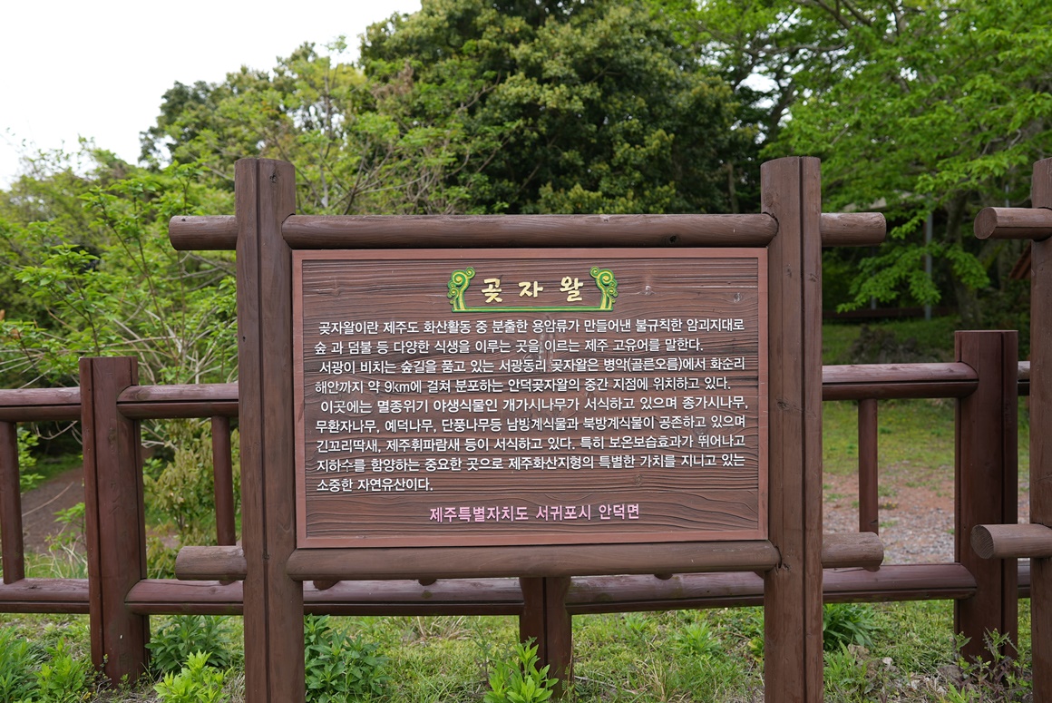 제주 걷기 좋은 길 추천<곶자왈>
