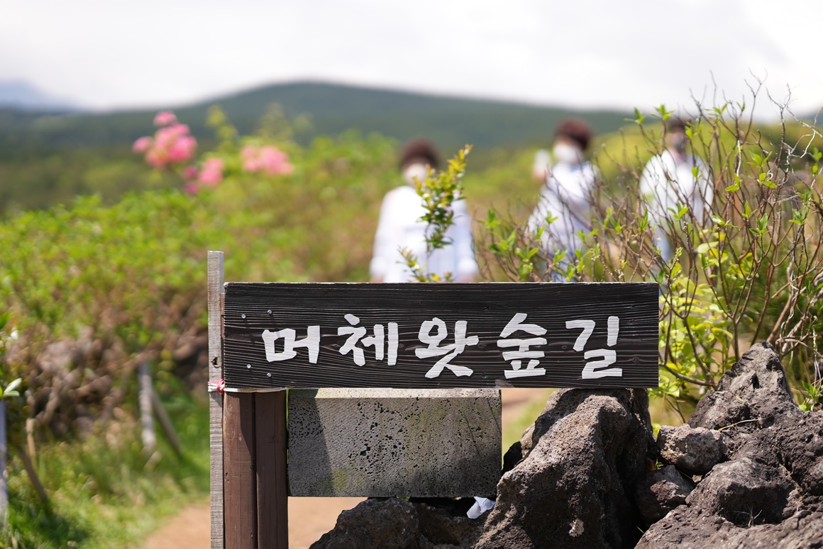 제주 걷기 좋은 길 추천<곶자왈>