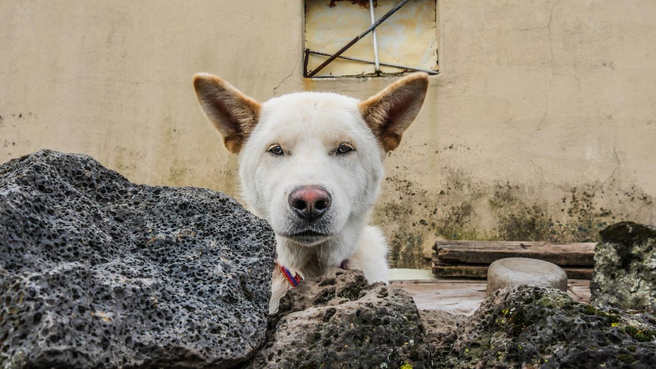 도로시게스트하우스