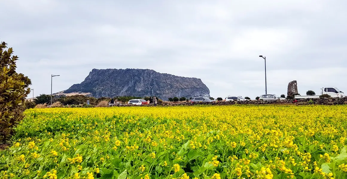 제주도 인스타 핫플 확인하러 가기