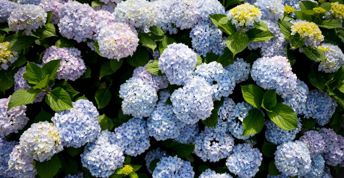 삼춘PD가 추천하는 우리마을 명소 <제주 구좌읍 구석구석 마을여행>