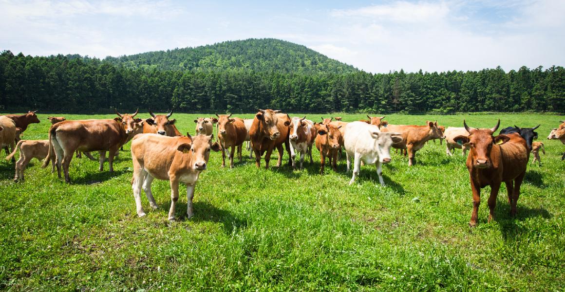 삼춘PD가 추천하는 우리마을 명소 <제주 구좌읍 구석구석 마을여행>