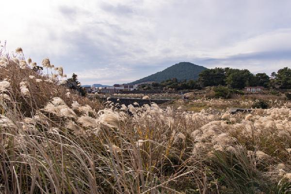 삼춘PD가 추천하는 우리마을 명소 <제주 구좌읍 구석구석 마을여행>