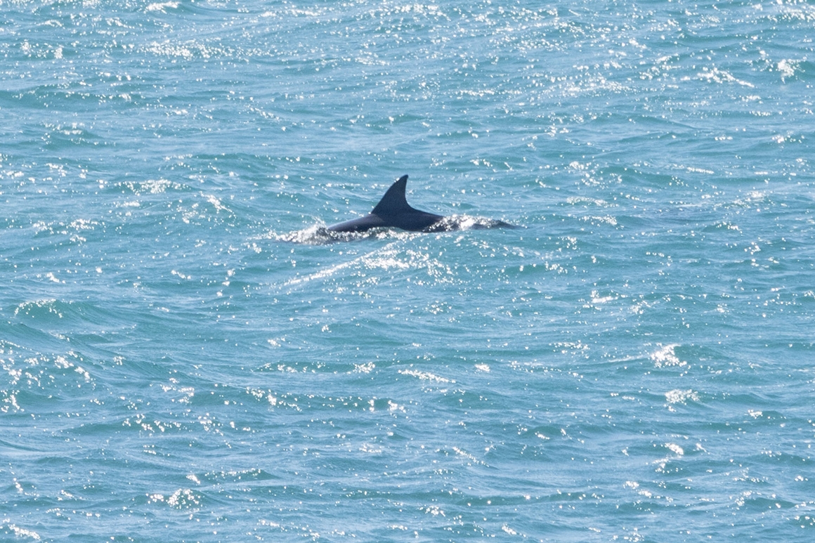 제주 해안로드트립 돌고래를 만나다, 제주에서 만나는 <남방큰돌고래>