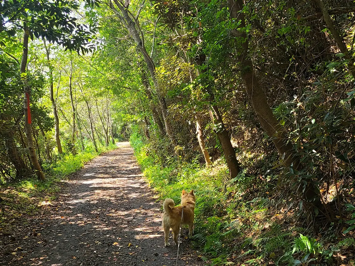 강아지와 함께 제주 마을 산책 - 종달리,