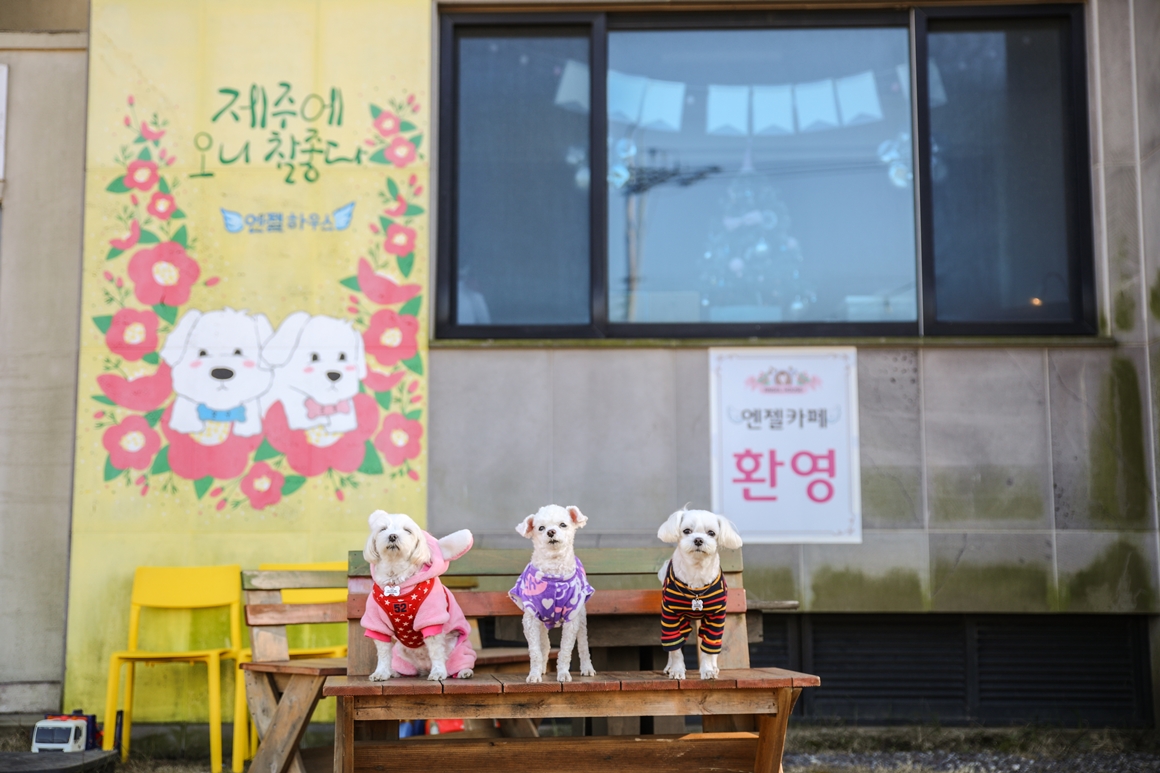 엔젤하우스