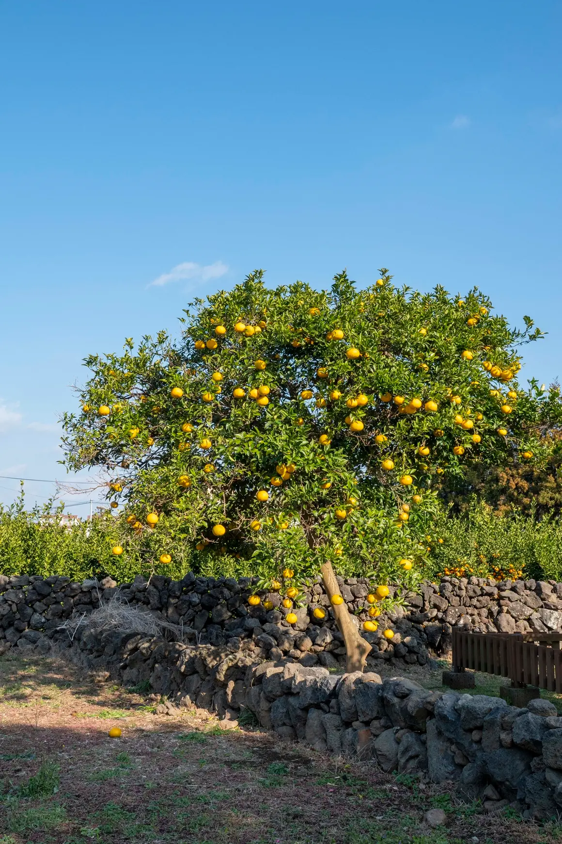 Visit Jeju : Where did Jeju Island's tangerines come from?