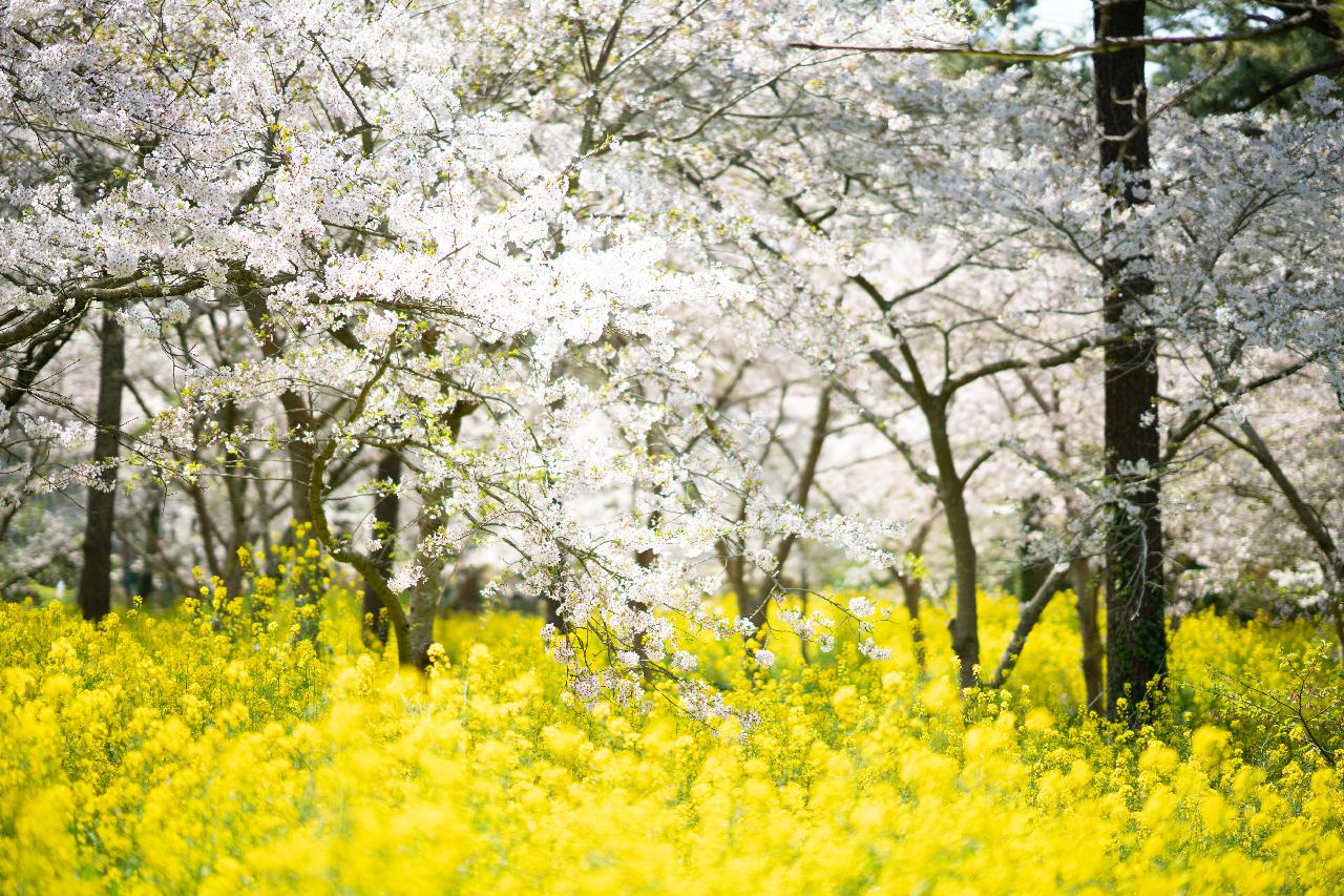한림공원 왕벚꽃축제