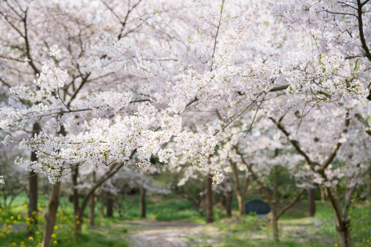 한림공원 왕벚꽃축제