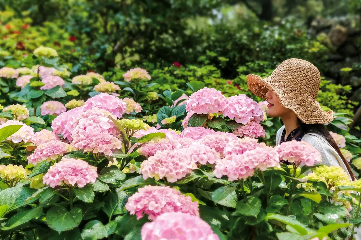 여름꽃 활짝