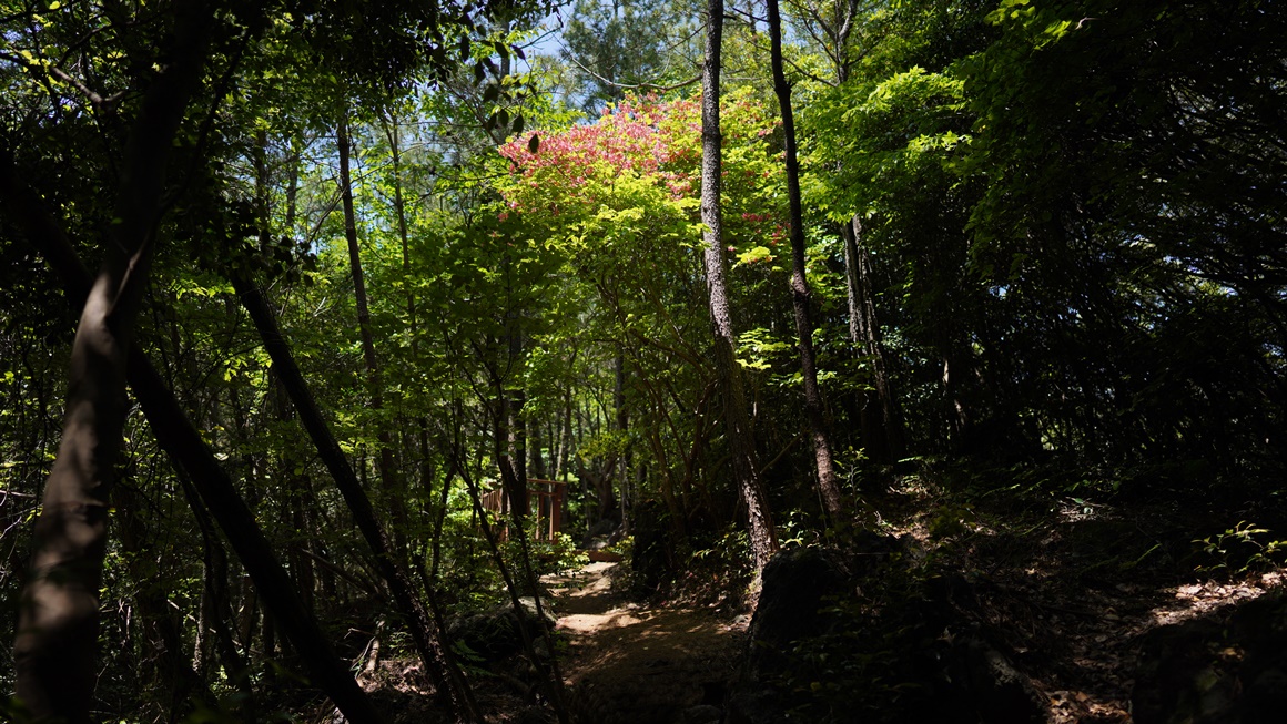 자연의 속살을 느끼다 <초여름 싱그러운 제주>