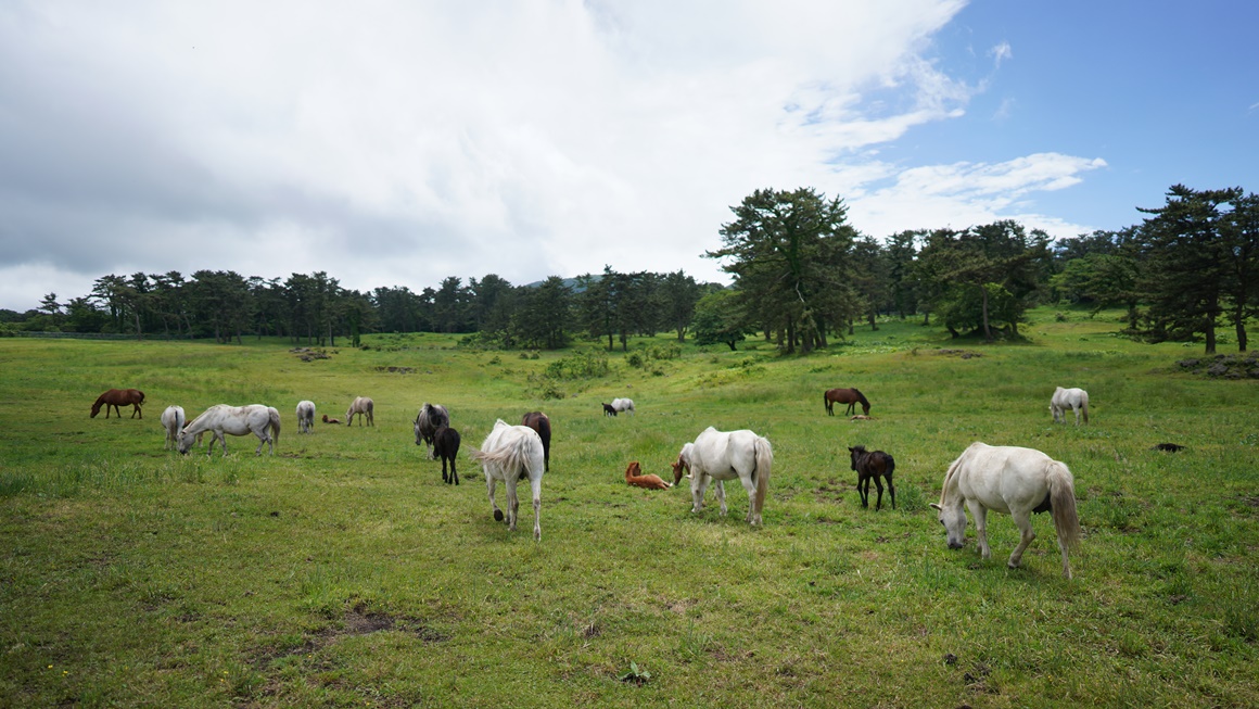 추천 자연관광지 <초여름 싱그러운 제주>