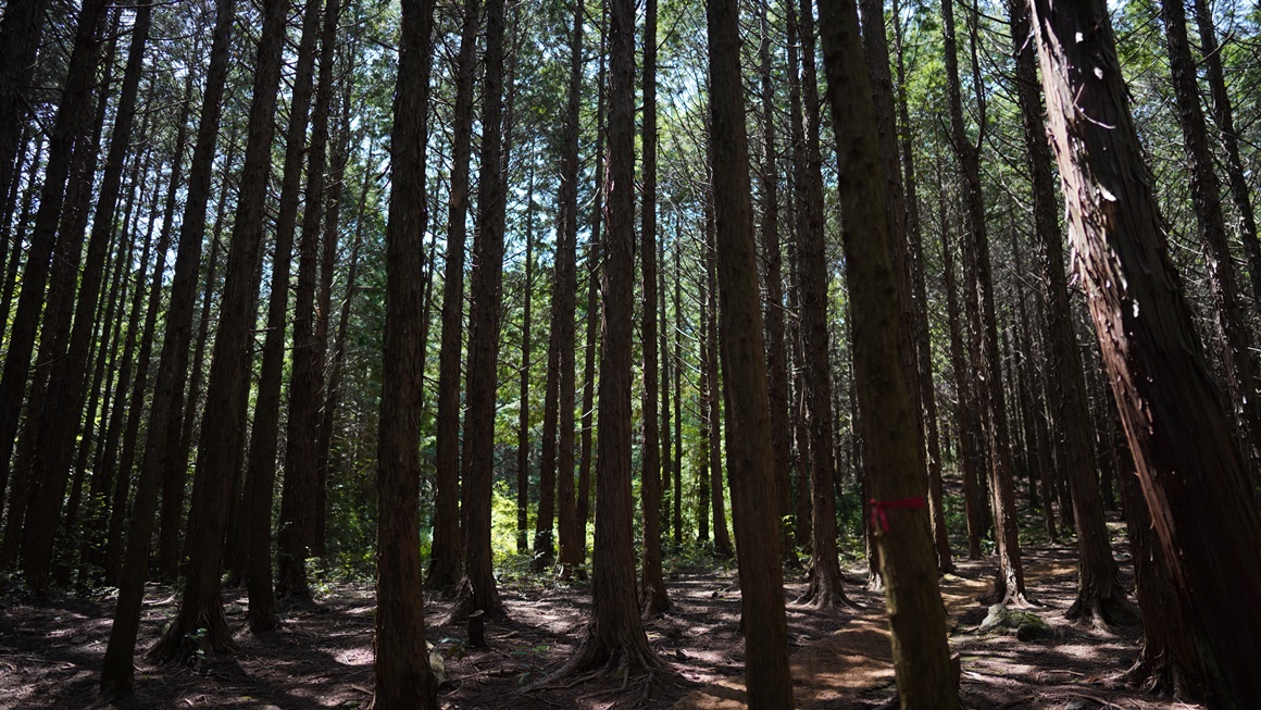 자연의 속살을 느끼다 <초여름 싱그러운 제주>