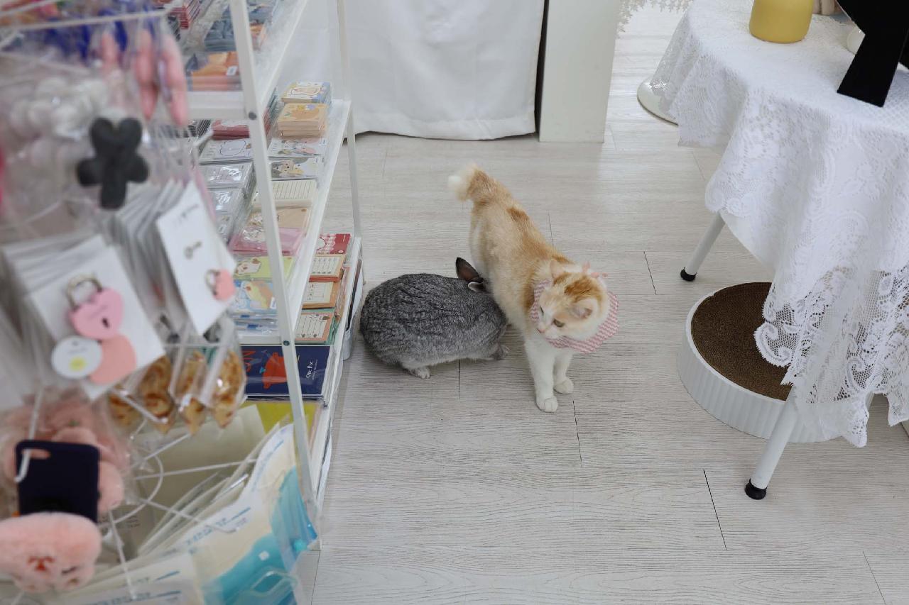 카페주디