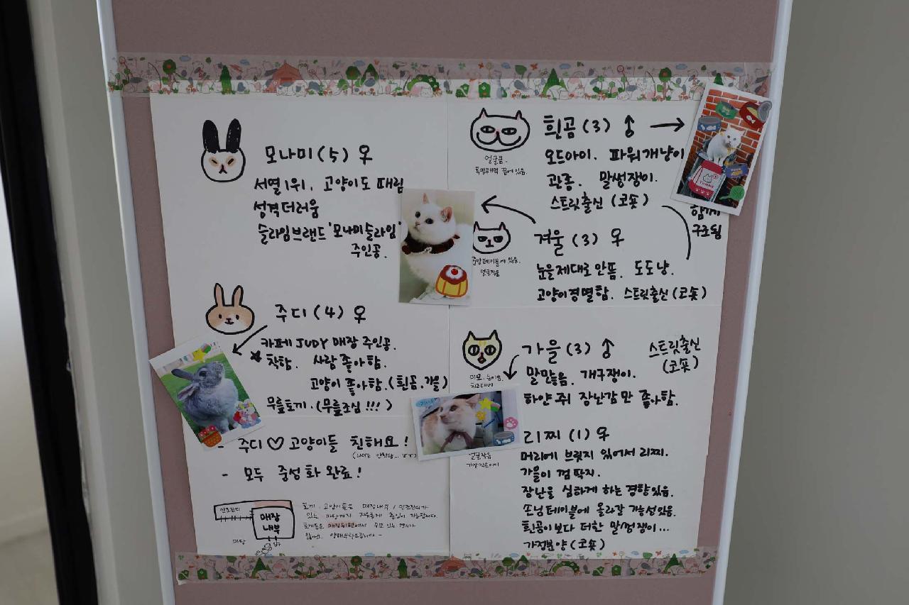 카페주디