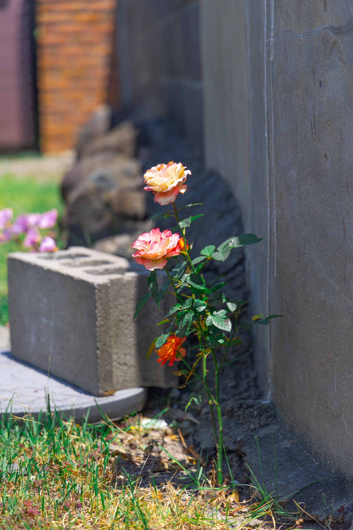 전통과 현재가 어우러진 <이호 해변 즐기기> 