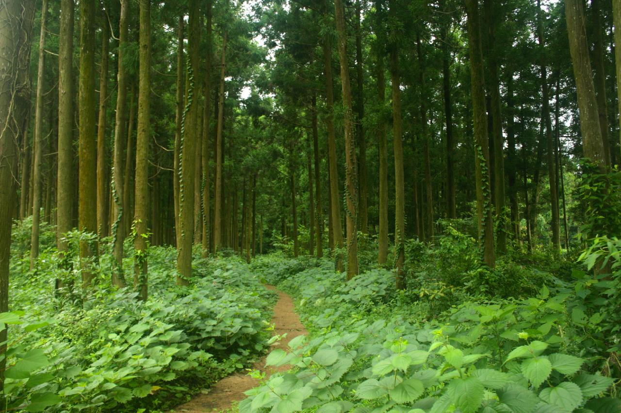 인터포레스트-2