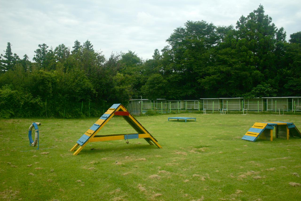 제주애견학교-4