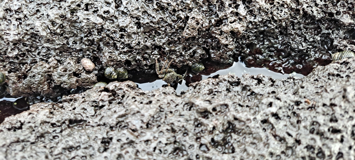 꼬마 삼춘의 그린 트래블<가치島르라>