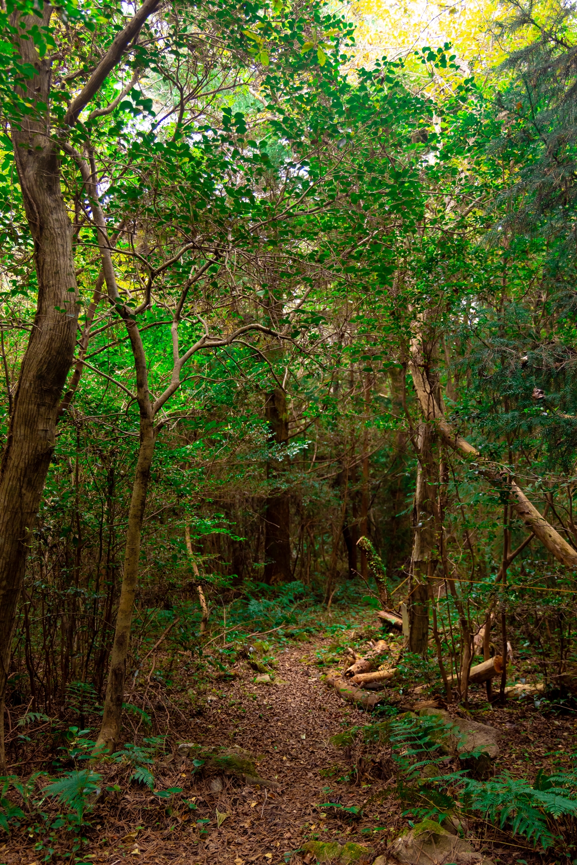 제주 가을을 담다  <서귀포 마을산책, 대륜동> 