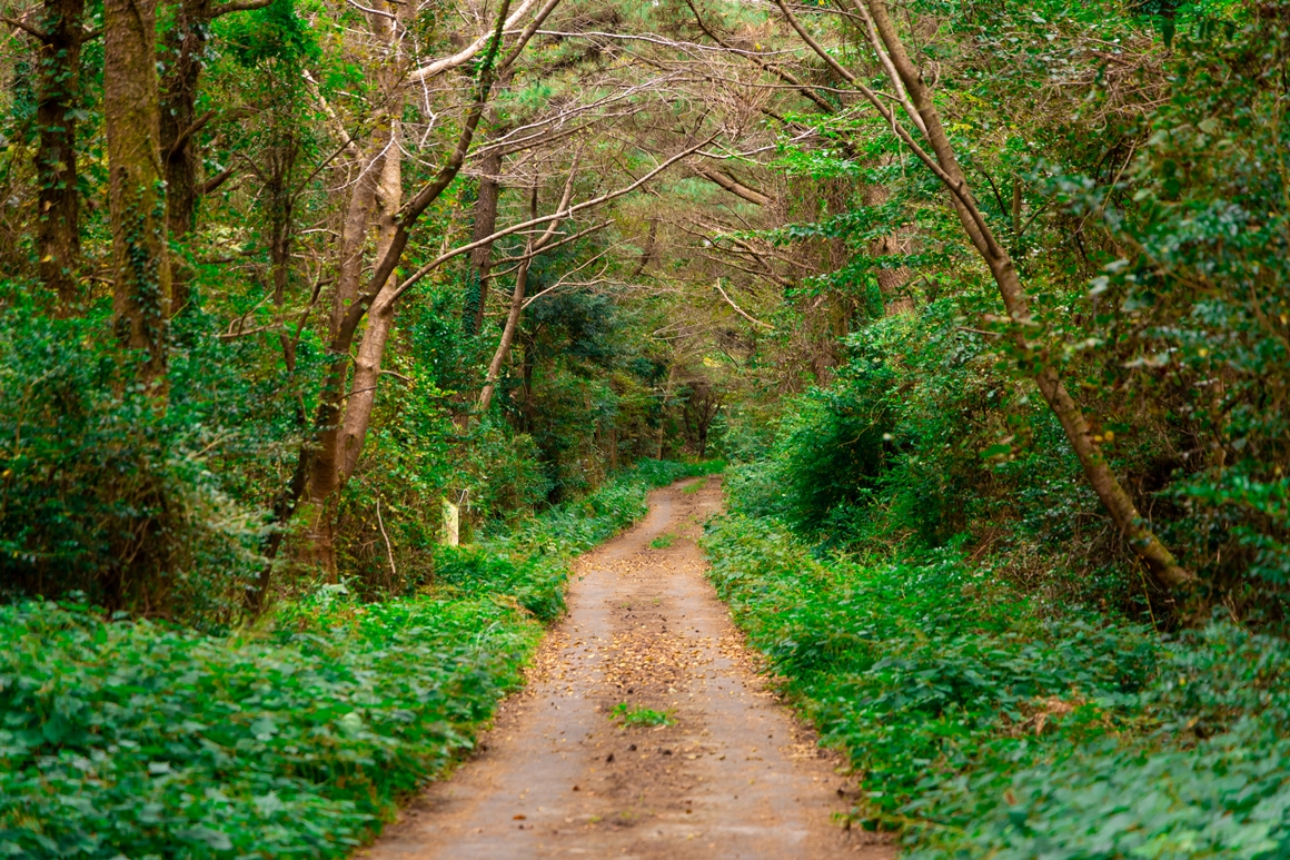 제주 가을을 담다  <서귀포 마을산책, 대륜동> 