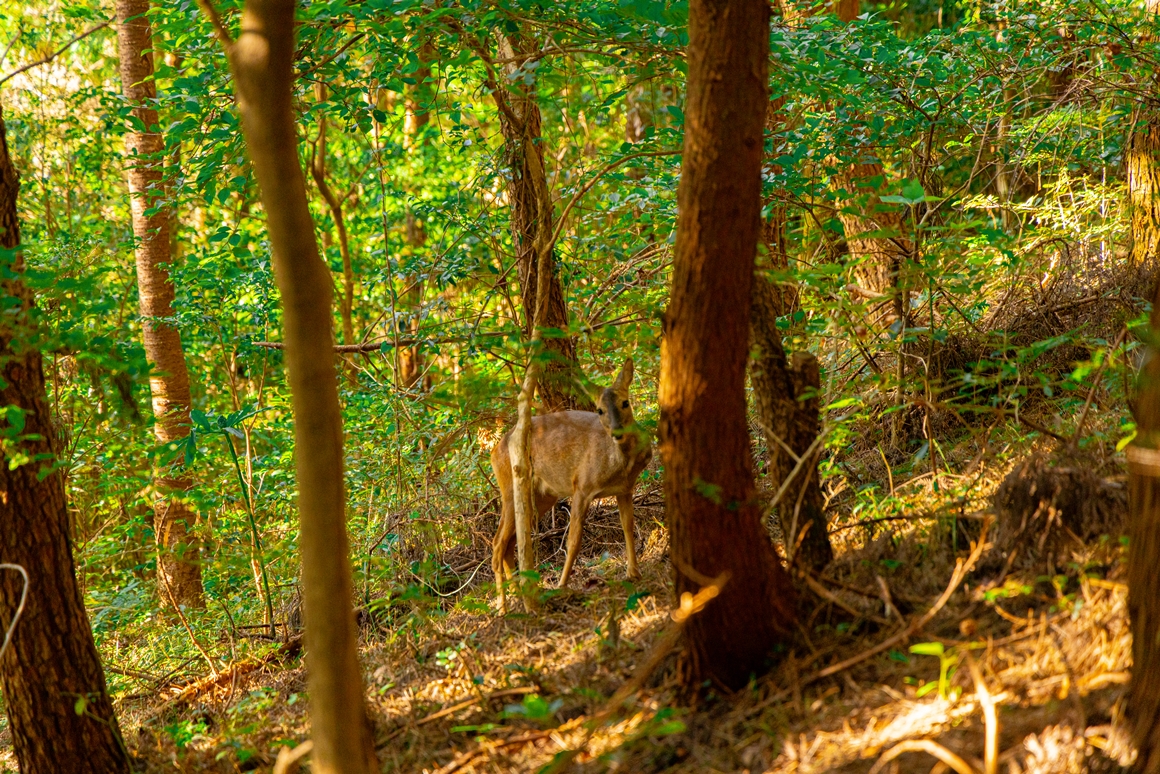 제주 가을을 담다  <서귀포 마을산책, 대륜동> 