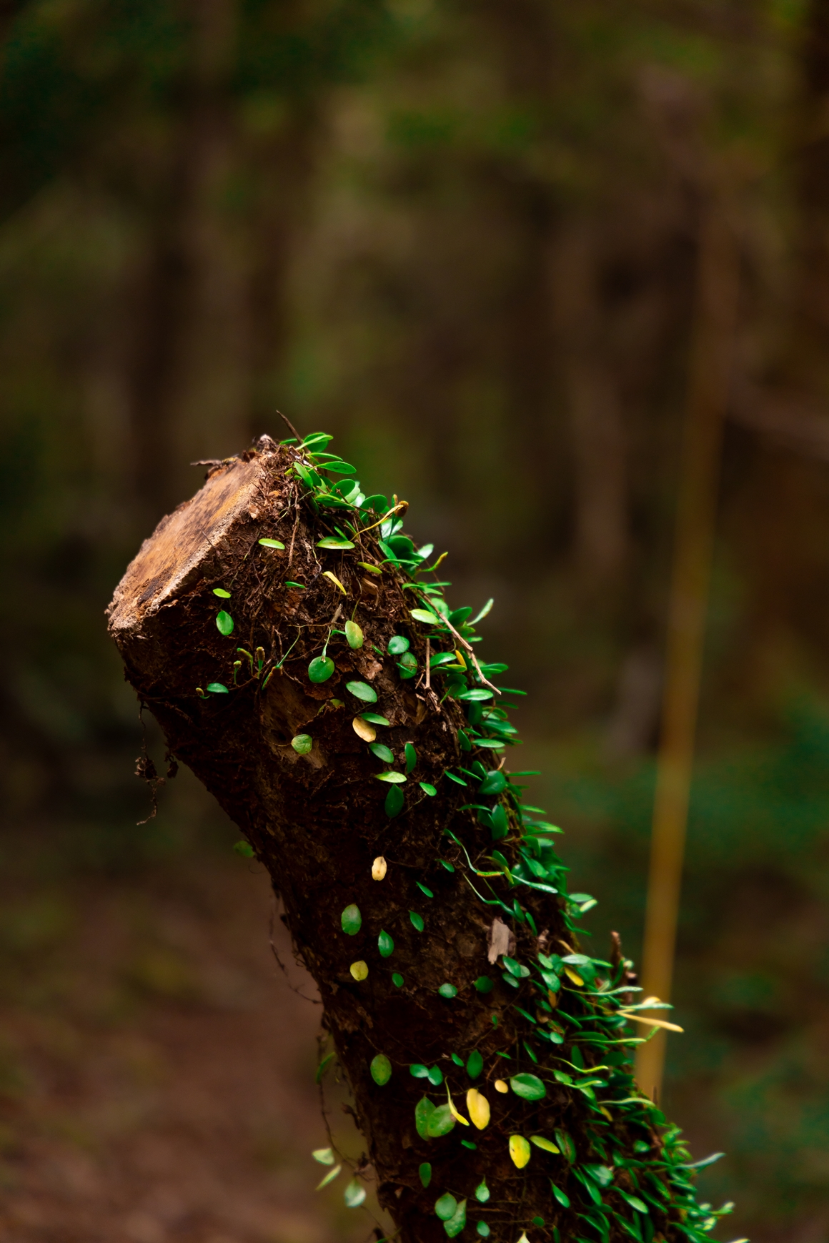 제주 가을을 담다  <서귀포 마을산책, 대륜동> 