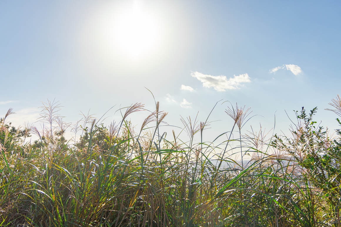 제주 가을을 담다  <서귀포 마을산책, 대륜동> 