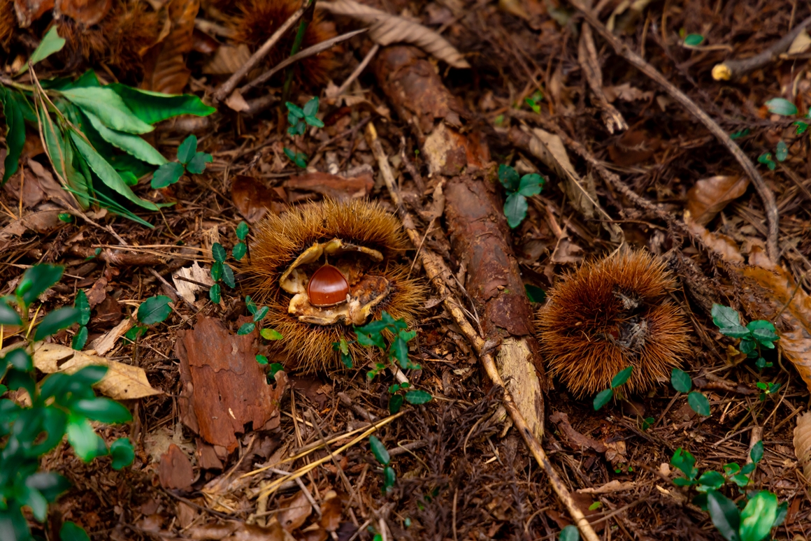 제주 가을을 담다  <서귀포 마을산책, 대륜동> 