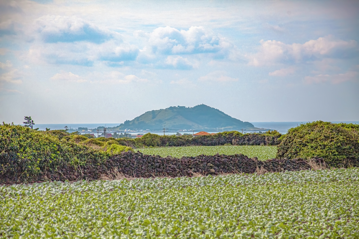 지금 가장 제주스런 <제주 밭담길>