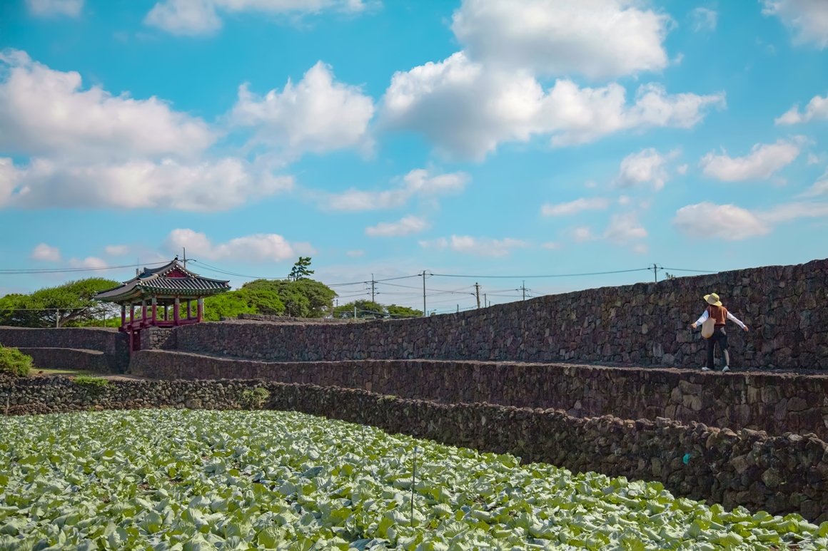 지금 가장 제주스런 <제주 밭담길>